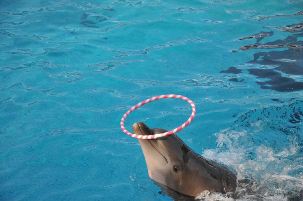 Pokaz delfinów w Delfinarium w Rimini. Delfin płynie kręcąc obręczą na nosie, jak kiedyś w tańcu hula-hop.