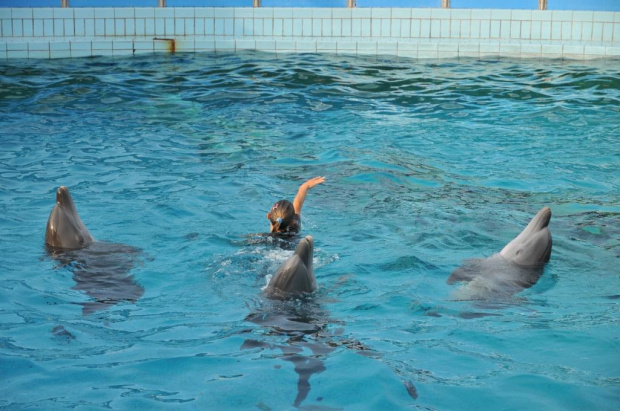 Pokaz delfinów w Delfinarium w Rimini. Treserka wskoczyla do wody i zaczęła taniec z delfinami.