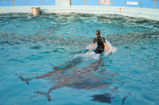 Pokaz delfinów w Delfinarium w Rimini. Treserka bawi się z delfinami. Delfiny pchają ją w wodzie.