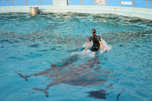 Pokaz delfinów w Delfinarium w Rimini. Treserka bawi się z delfinami. Delfiny pchają ją w wodzie.