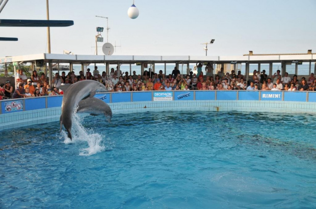 Pokaz delfinów w Delfinarium w Rimini. Treserka bawi się z delfinami.