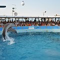 Pokaz delfinów w Delfinarium w Rimini. Treserka bawi się z delfinami.