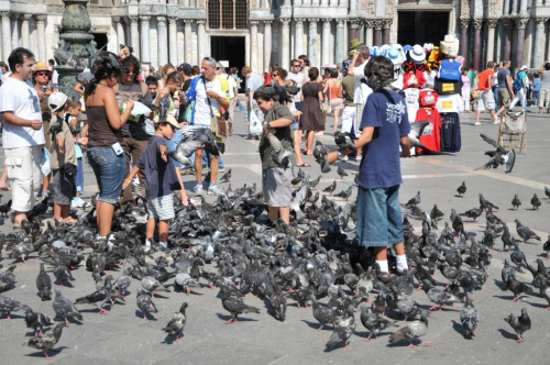 Wenecja - gołębie na placu św. Marka.