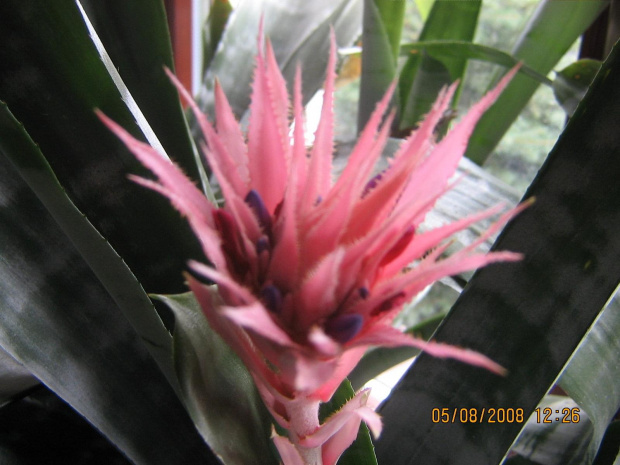 Kwiat kaktusa
