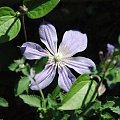 Clematis