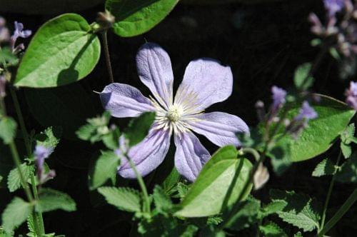 Clematis