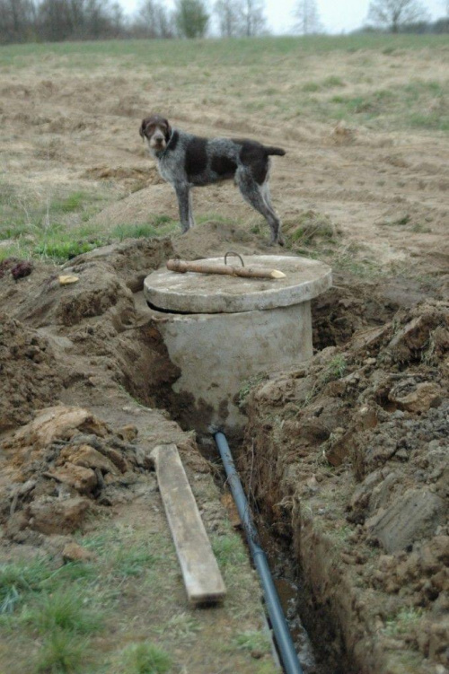 Studnia - pies pilnuje roboty :)