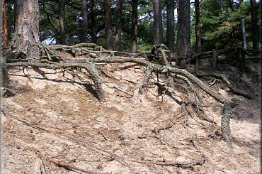 Wydmy #Wydmy #piach #plaża #drzewo #drzewa