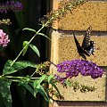 Czarna Jaskółka (Papilio Polyxenes)