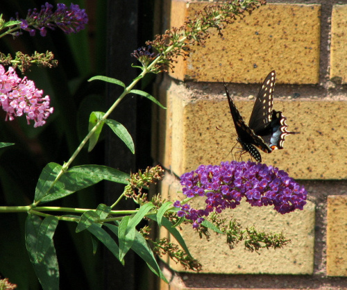 Czarna Jaskółka (Papilio Polyxenes)