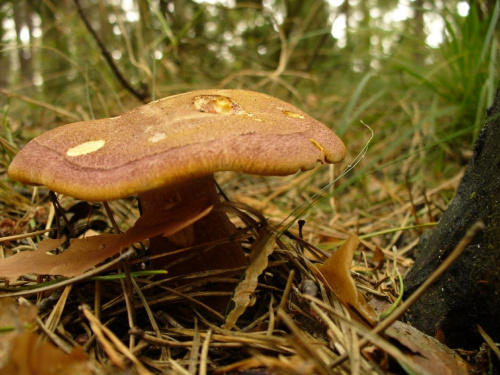 Nie pamiętam nazwy tego grzyba ;/ #grzyby #las #natura #przyroda