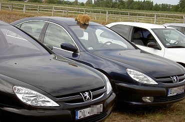 Zlot Peugeot Boszkowo 9-10 sierpień 2008 #ZlotSpotPeugeotBoszkowo
