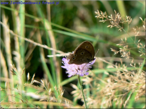 #motyl