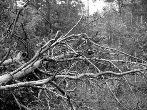 Przewrócone drzewo #przewrócone #drzewo #las #przyroda #natura #fauna #czerń #biel