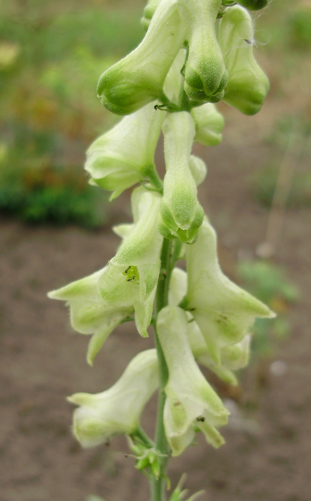 Aconitum 'Ivorine'