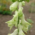 Aconitum 'Ivorine'