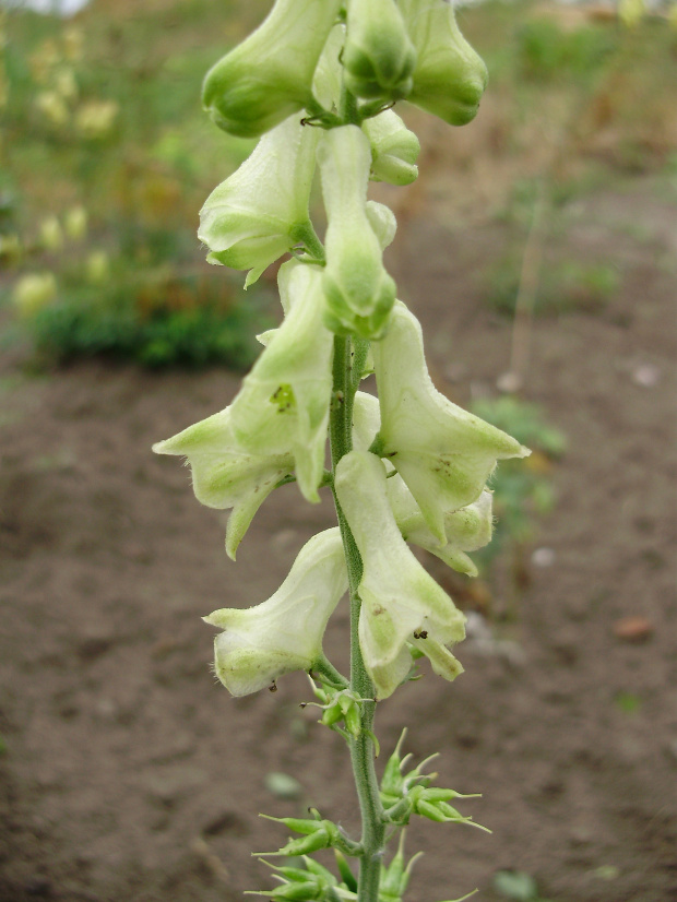 Aconitum 'Ivorine'