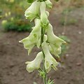 Aconitum 'Ivorine'