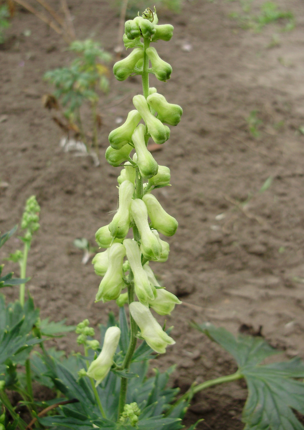 Aconitum 'Ivorine'