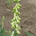 Aconitum 'Ivorine'