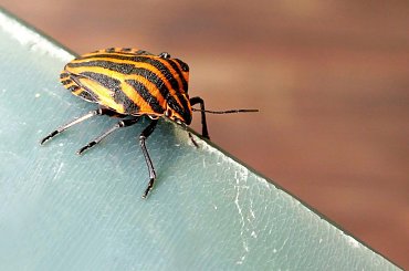 Strojnica baldaszkówka - po drobnym stemplowaniu ;] #owady #robale #robaki #przyroda #natura #chrząszcz