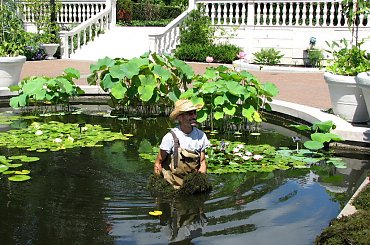 Jeszcze troche grzybieni i lotosów z sierpniowego spaceru:) #lotosy #grzybienie #nenufary #LilieWodne