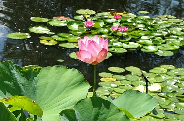 Jeszcze troche grzybieni i lotosów z sierpniowego spaceru:) #lotosy #grzybienie #nenufary #LilieWodne