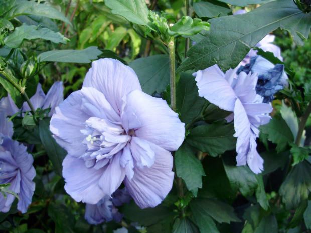 'Blue Chiffon'