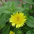 Helianthus 'Meteor'