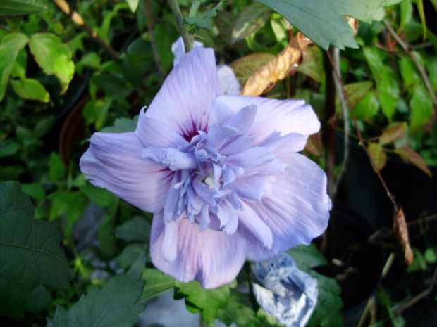 'Blue Chiffon'