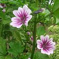 Malva Zebrina