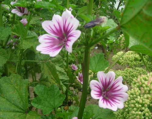 Malva Zebrina