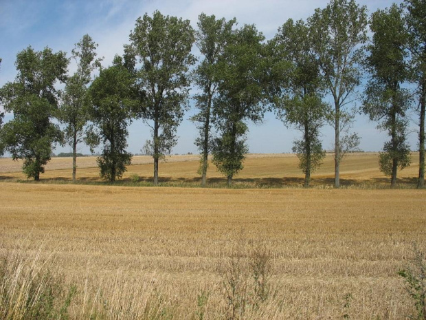 Wielkopolska - wiejski klimat - czas żniw.