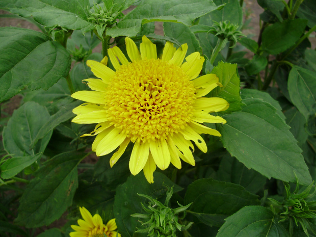 Helianthus x multiflorus 'Meteor'