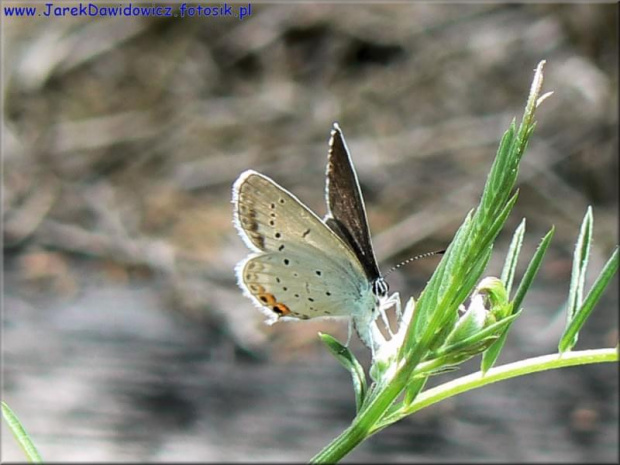 #motyl