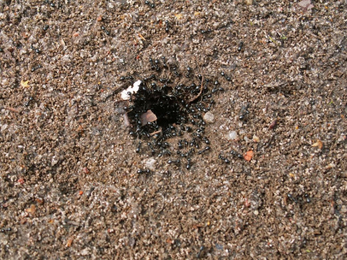 Ciekawe mrówkowisko
