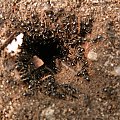 Ciekawe mrówkowisko ;-) Rzadko spotykane błyszczące mrówki i jakoś tak skupione przy ten wykopanej przez siebie dziurze...