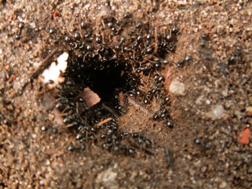 Ciekawe mrówkowisko ;-) Rzadko spotykane błyszczące mrówki i jakoś tak skupione przy ten wykopanej przez siebie dziurze...