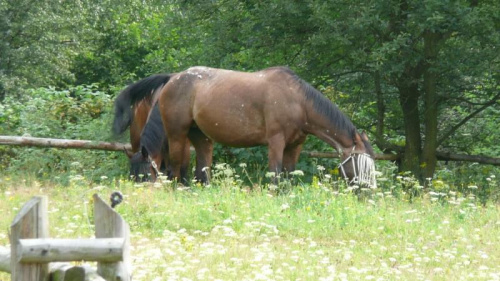 początek rajdu Lądek Zdrój ' Słoneczna Dolina" 02.08.2008