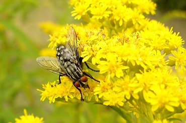 Mucha #owady #robale #robaki #przyroda #natura #mucha
