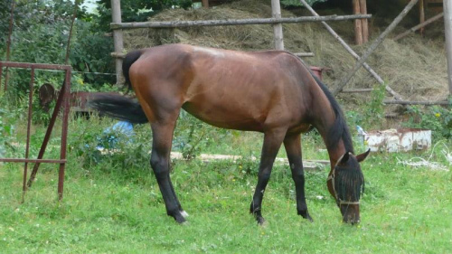 początek rajdu Lądek Zdrój ' Słoneczna Dolina" 02.08.2008