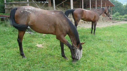 początek rajdu Lądek Zdrój ' Słoneczna Dolina" 02.08.2008