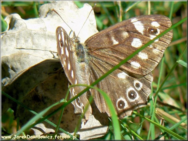 #motyl