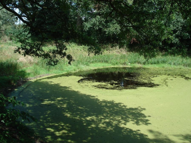 Lasy koło Prochowic 08.2008