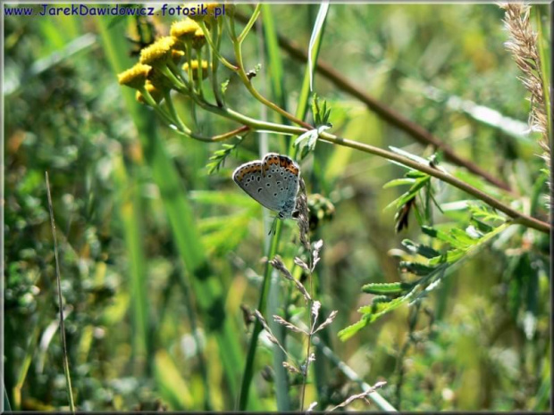 #motyl