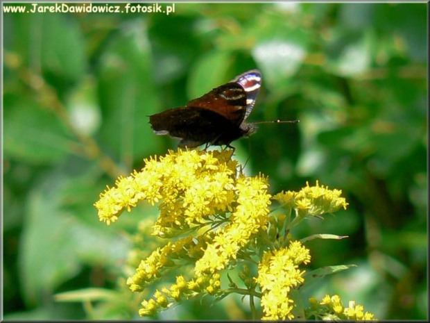 #motyl