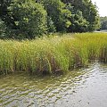 Jezioro Strzeszyńskie widziane w godzinach południowych.