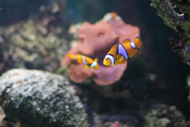 znalazłem Nemo! #zoo