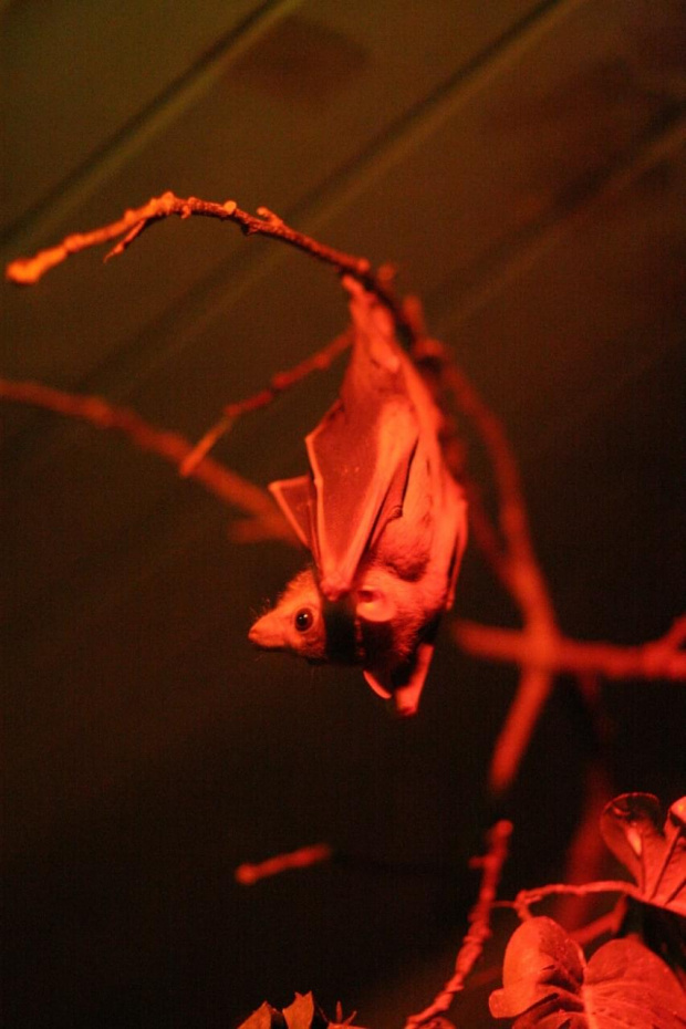 who's bat? #zoo