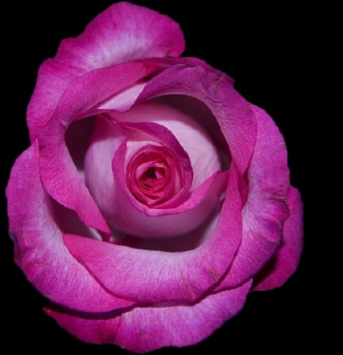 Roza #kwiaty #roze #macro